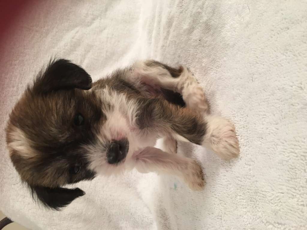 Xelocrest brighten my life