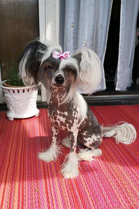 Bellatrix Luckycharm Nunki