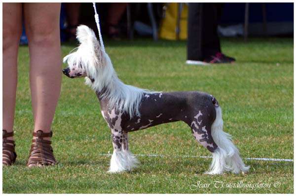 Bellatrix Luckycharm Sky