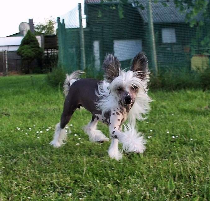 Hoola Hoop Made Of Frabies Beauties