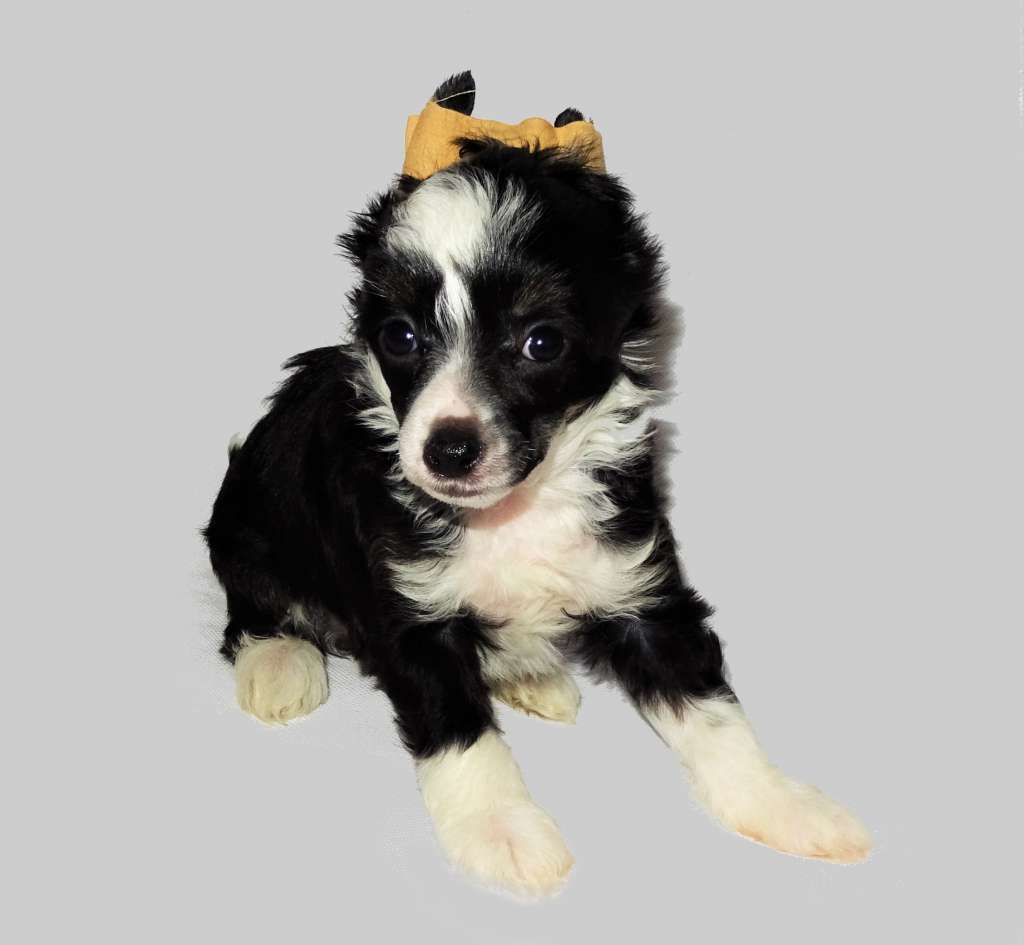 Joy Diamond of the Night