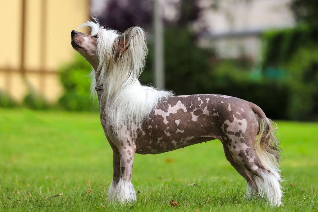 Crestilux Caramel Chock