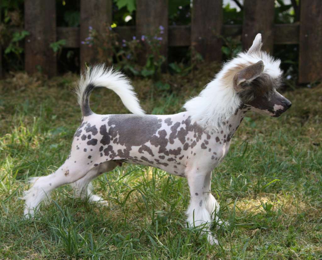 Crestilux Cruise Control