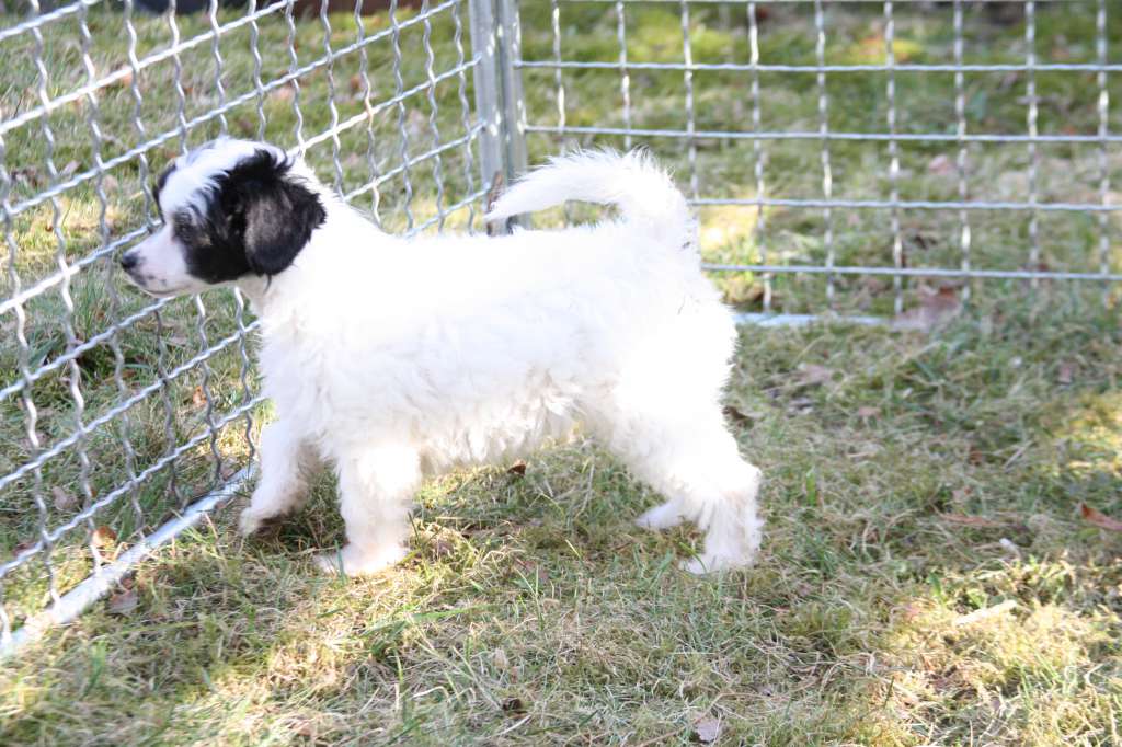 Crestilux Cosmic Creation