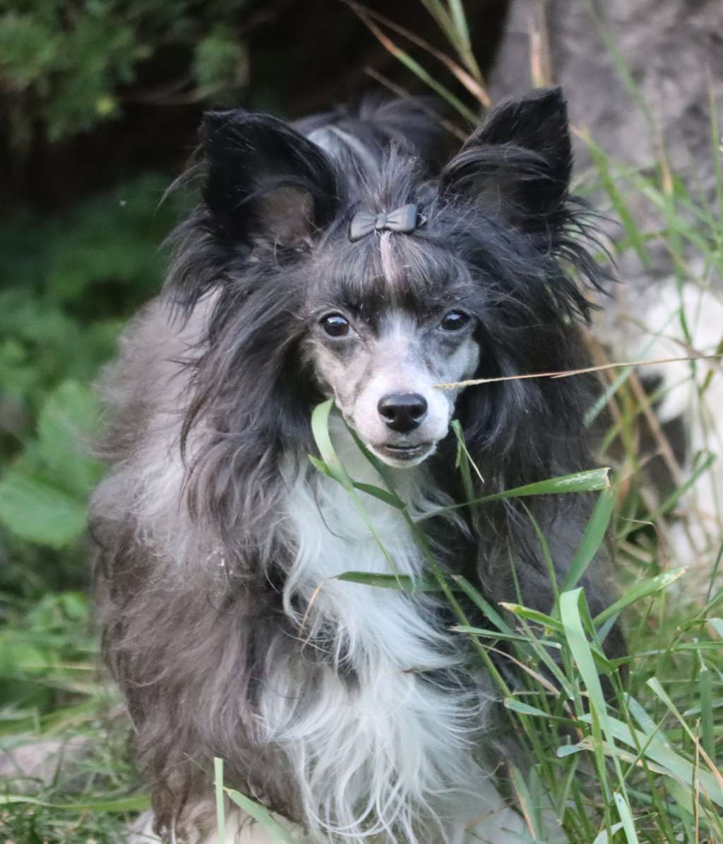 Crestilux Classy Chick