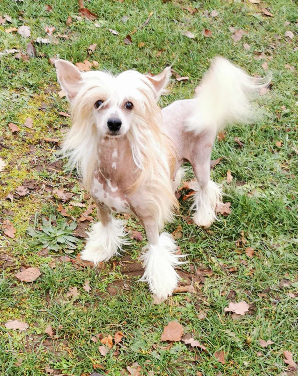 Nuance for Something Else du Pavé de Varennes