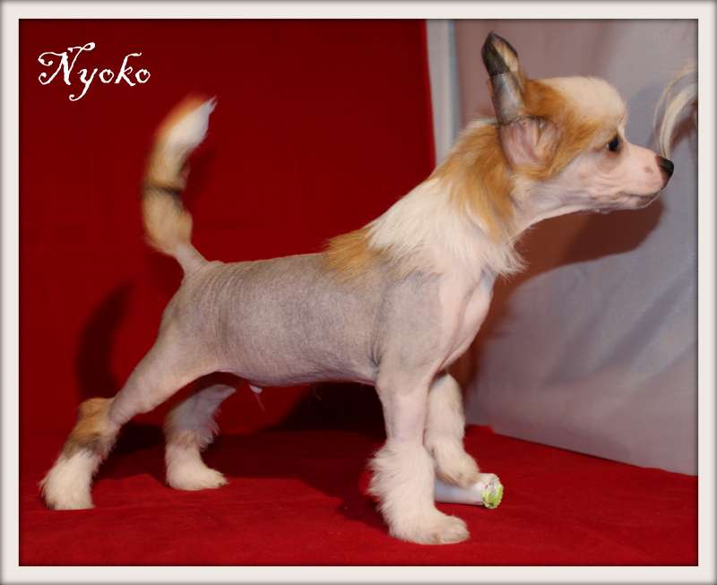 nyoko du pavé de varennes