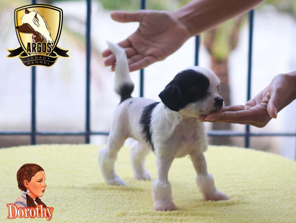 Argos' Legacy Lapinus Dorothy Gale