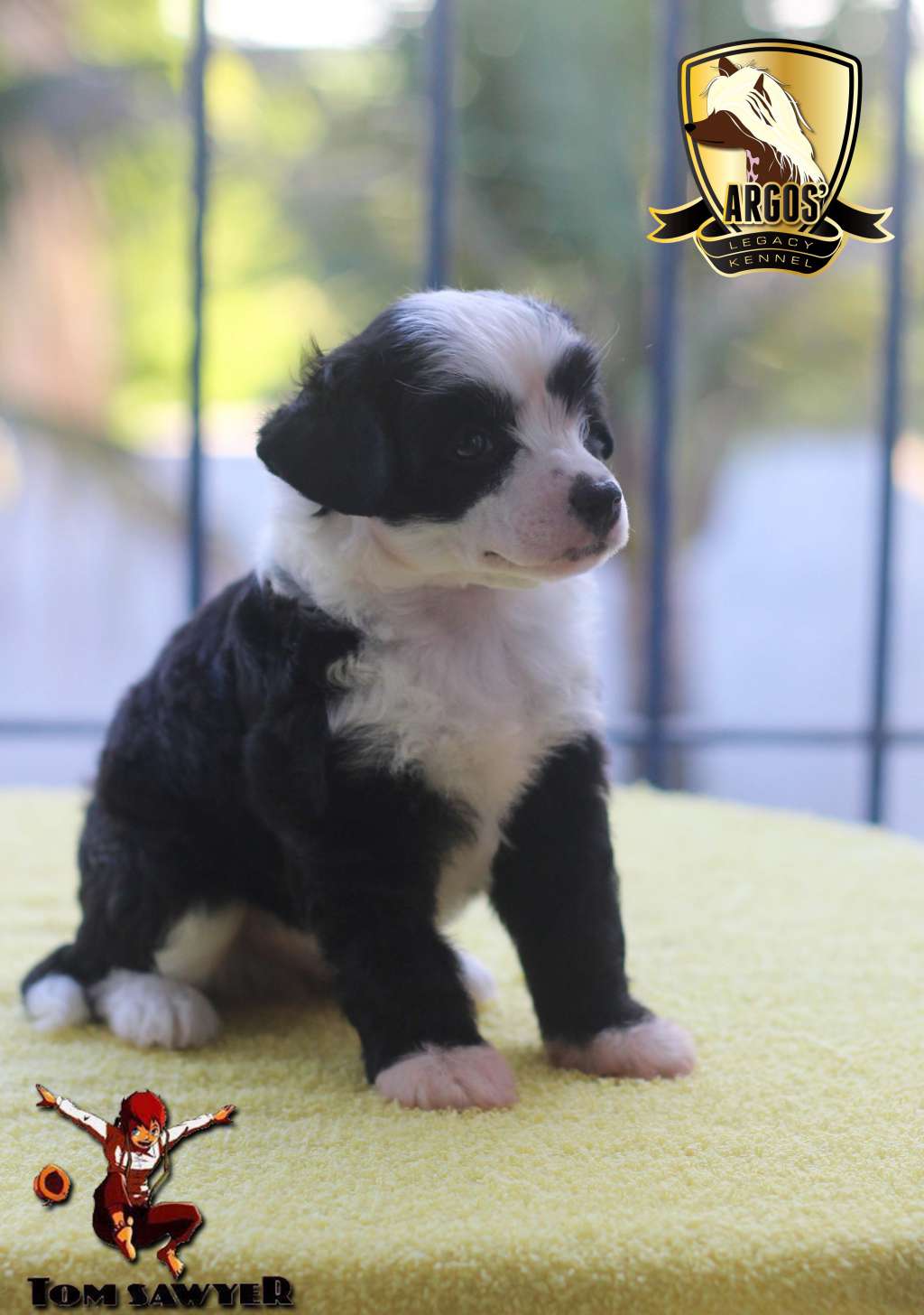 Argos' Legacy Lapinus Tom Sawyer