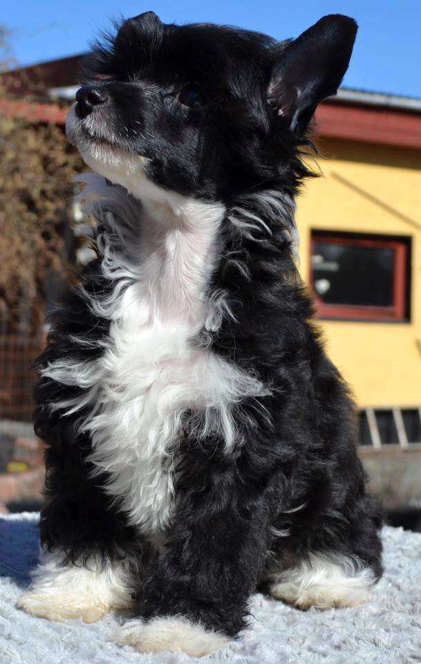 Sukadini's Athene d'ck