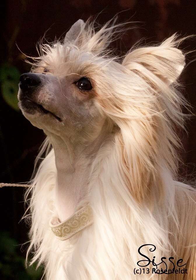 Sukadini's Nemesis d'ck