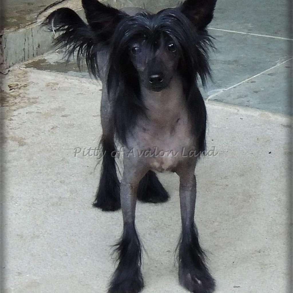 Pitty Hl Of Avalon Land