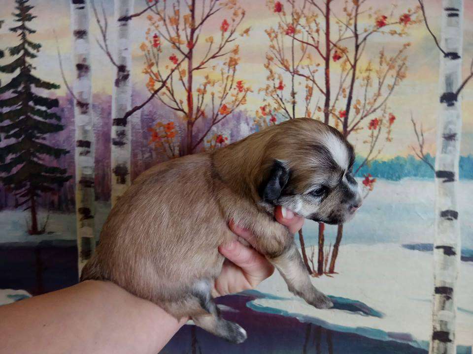 Sharol Shi Visavi Love