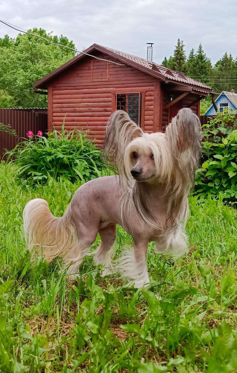 Stella Plyus Umilitel'naya Zvezdochka