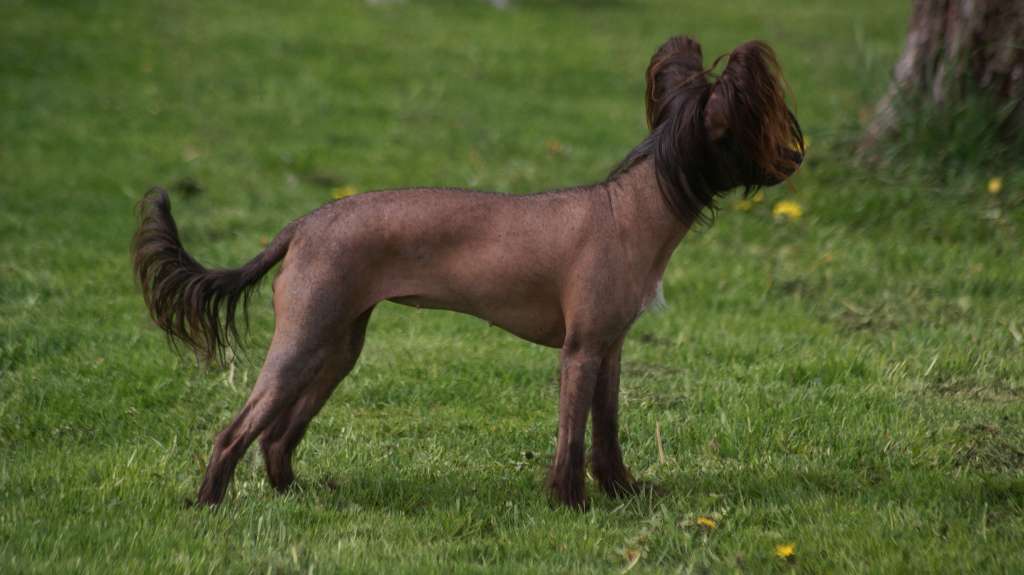 Beyesa's Chukulati Candy Amiga