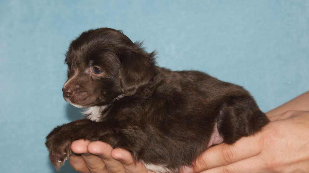 Beyesa's Chukulati Or Mucha Homber