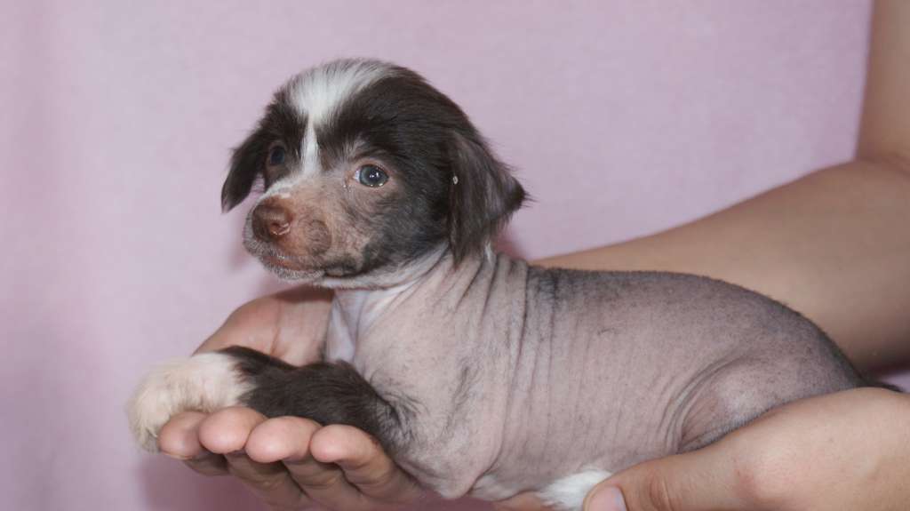 Beyesa's Blanco Chukulati Amiga