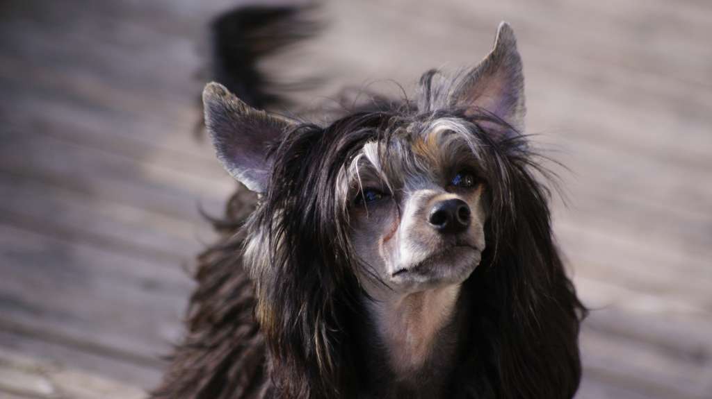 Beyesa's Manchebo Mucha Hombre