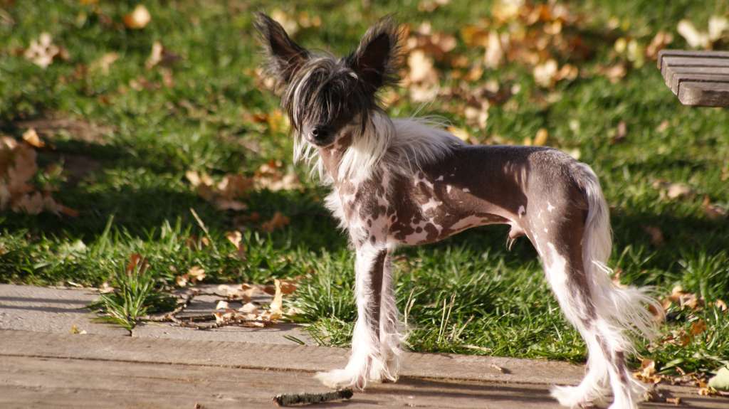 Beyesa's Agradabel Andicuri