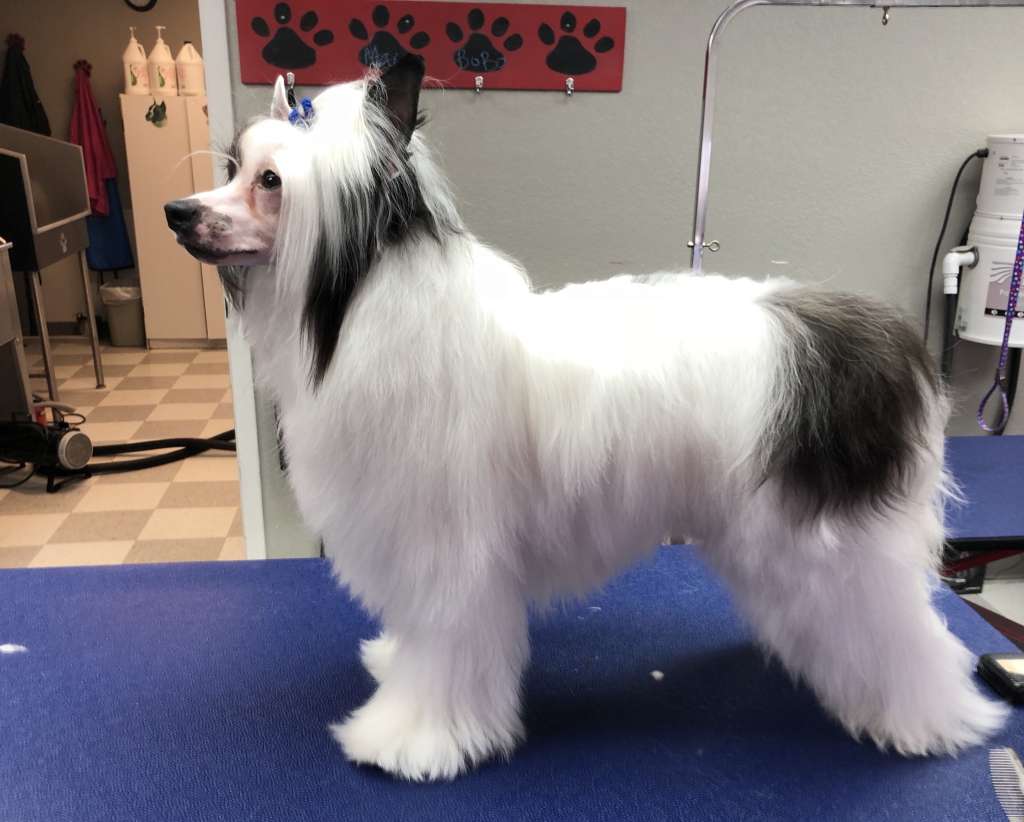 Shas A Brief History Of Time