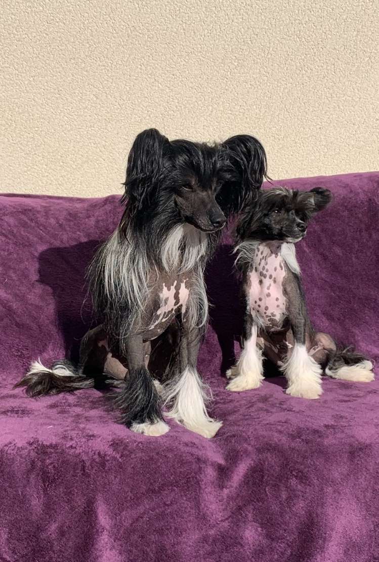 Golden Deer Joe Black Harley