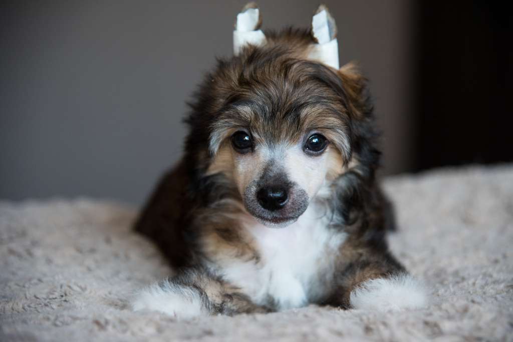 Anna Sky Kennel La Major