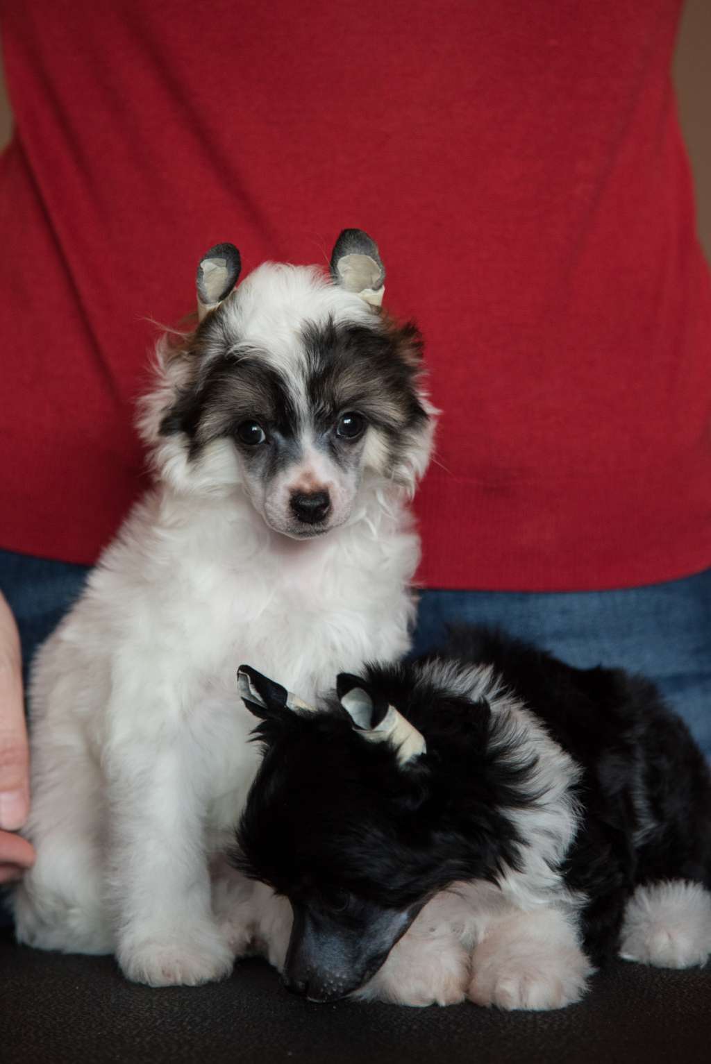 Anna Sky Kennel La Vie Est Belle