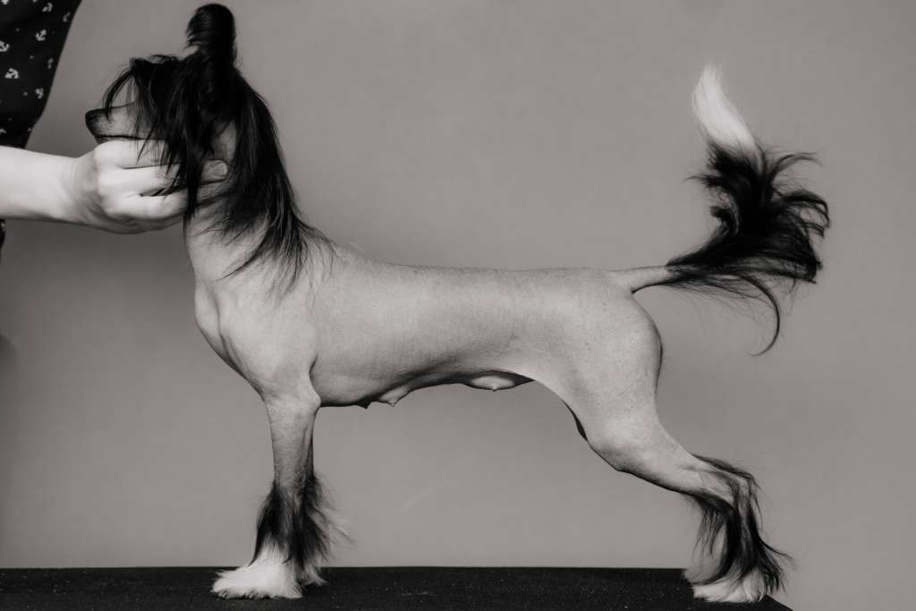 Anna Sky Kennel Leia Organa Solo