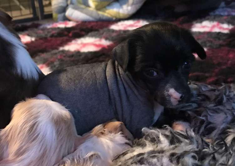 Hottie Tots Funky Fashion