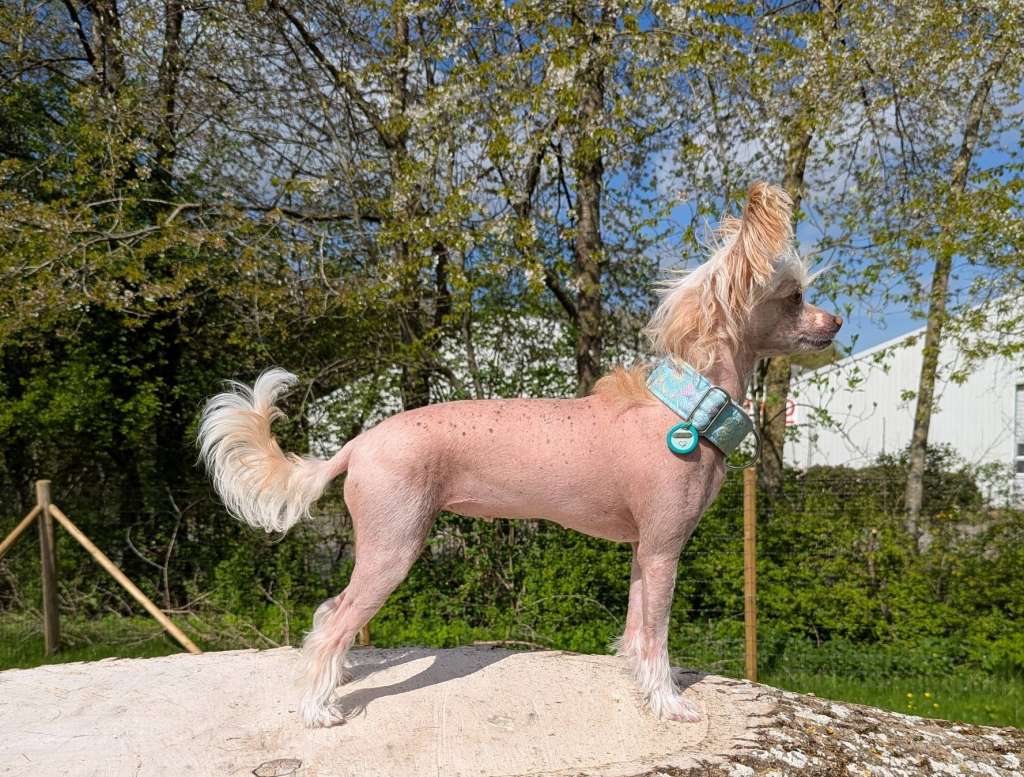 Hottie Tots Foxie Flash