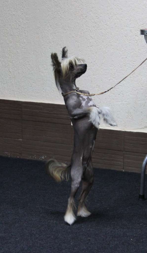 Zheneva-Debjut Discovery