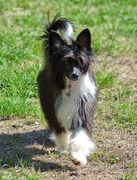 ChinoPata's Kai The Pie Guy