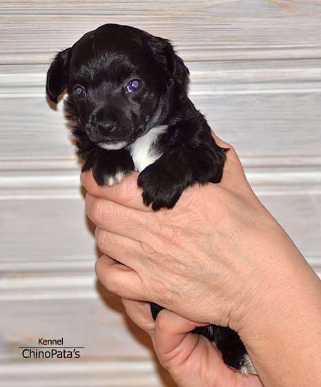 ChinoPata's Keep Budapest Rollin'