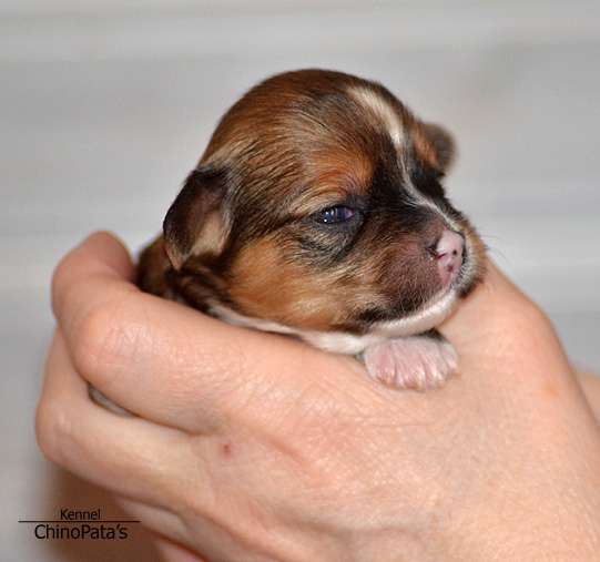 ChinoPata's Limited Edition