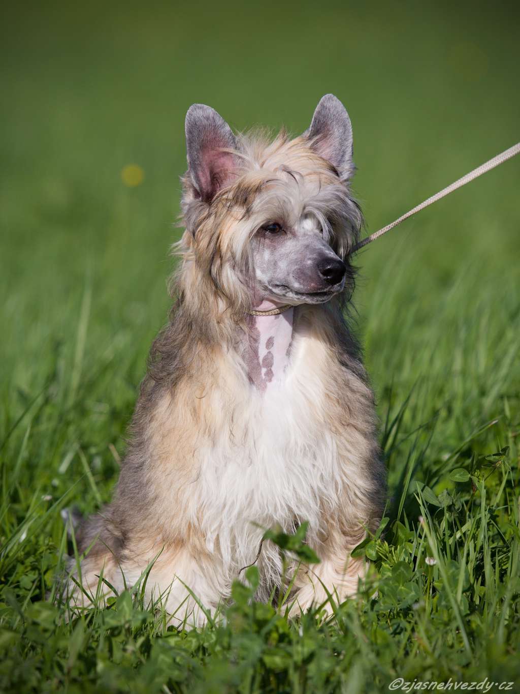 Safira z Jasne hvezdy