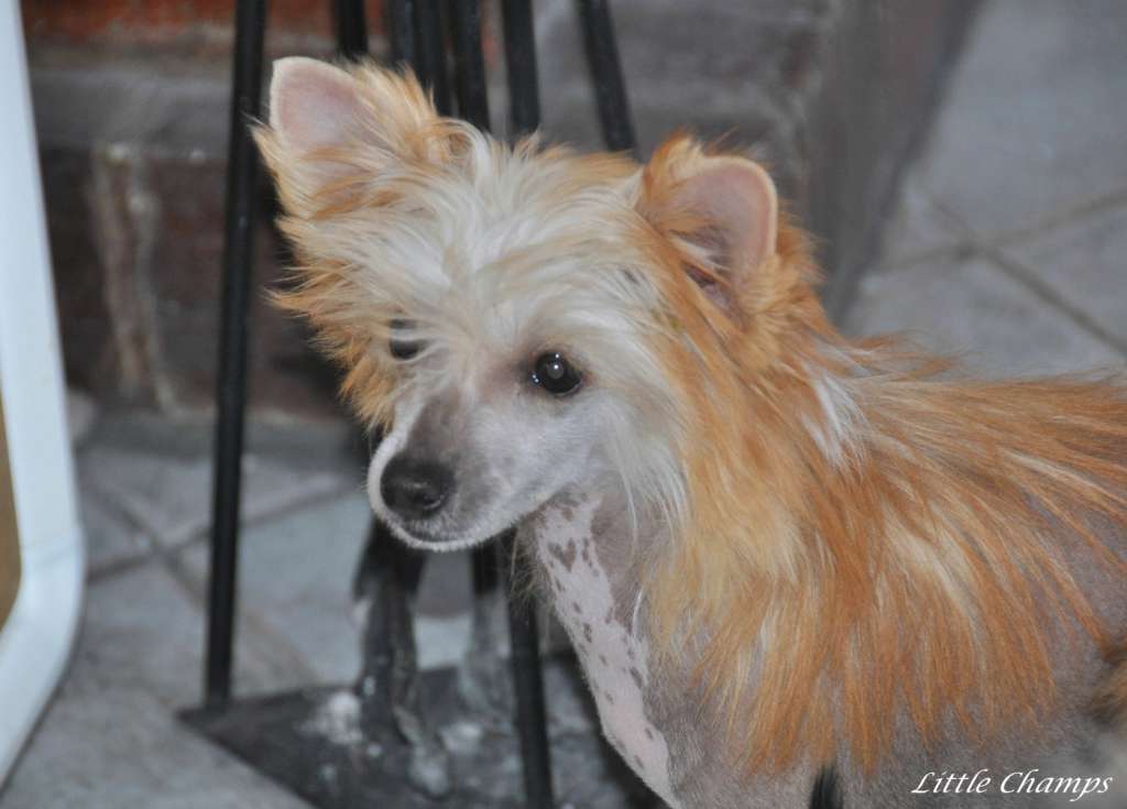 Next to me Little Champs