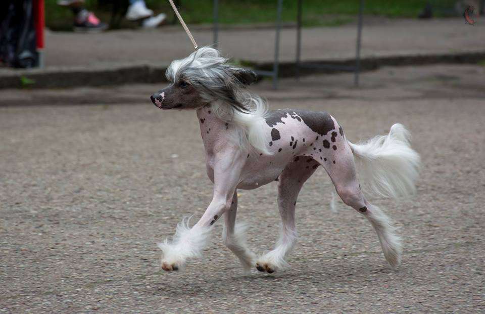 Amber Pony Letnyaya Kanitel