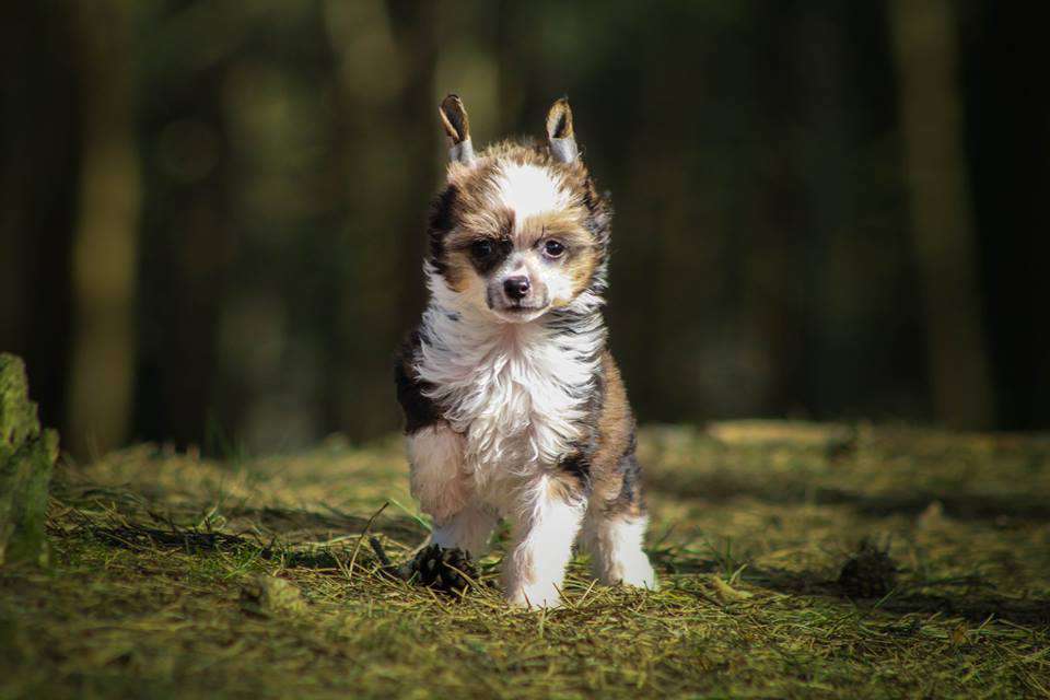 Lamia z Gwiazd Kasjopei