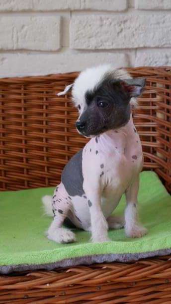 LOLEK Kolekcja Szuwarka