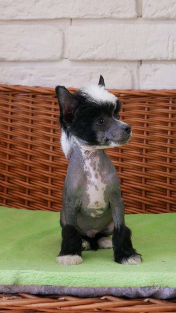 LUIGI Kolekcja Szuwarka