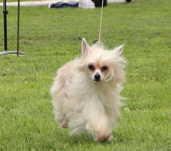 Nefritjvyi Budda Yutasiya Yasnina