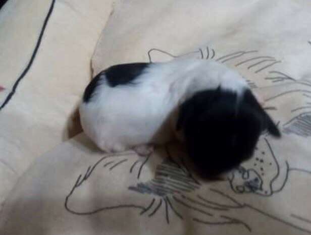 Nefritjvyi Budda Evelina Sharm Bianka