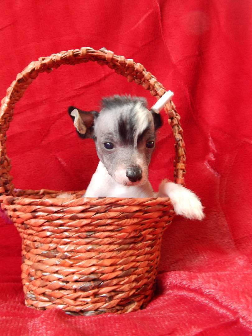 Nefritjvyi Budda  Eranta Yunayk