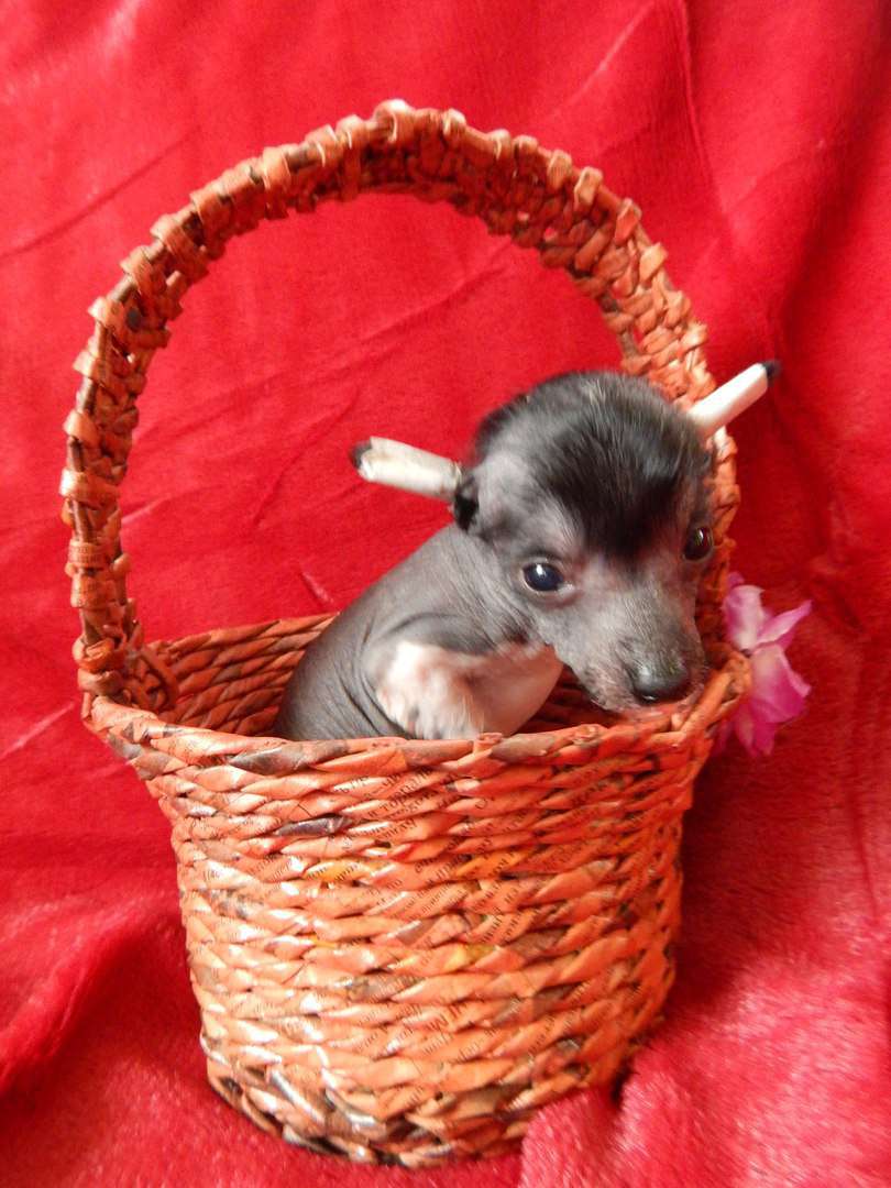 Nefritjvyi Budda Eldar Fri  Star Leon