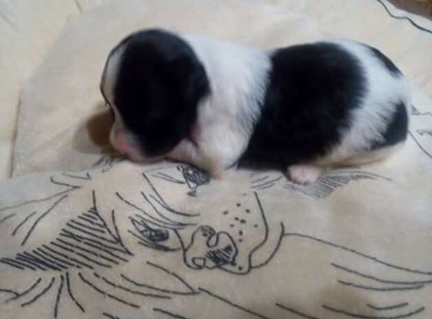 Nefritjvyi Budda Edmon Shirom Hardy