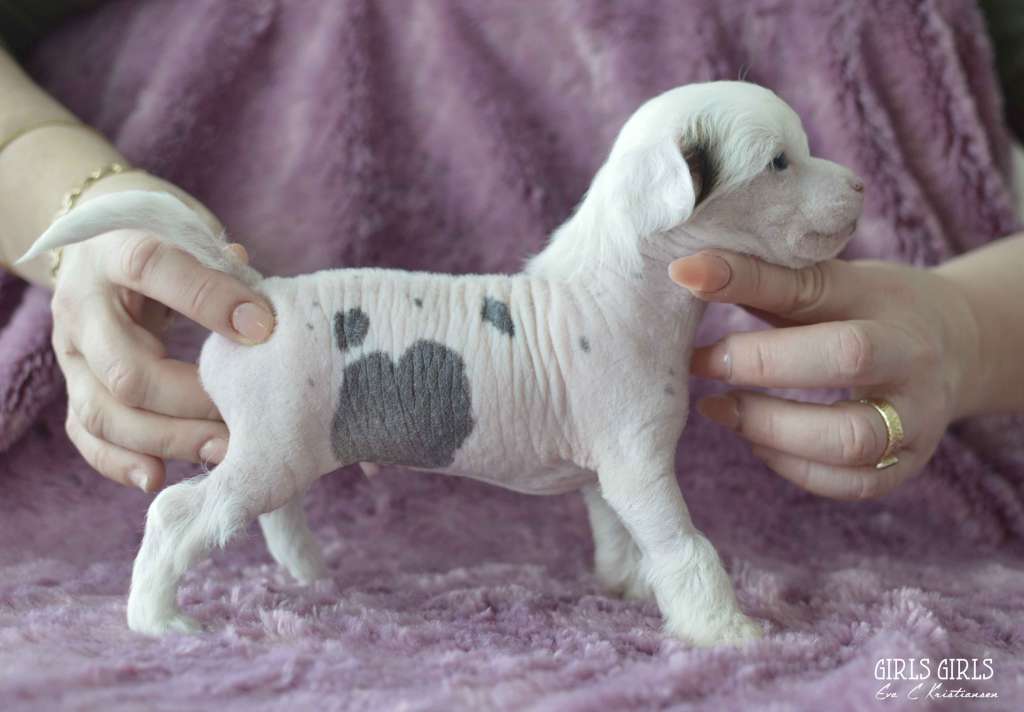 Aqua Lion's Båtsmann Irmelin's 1.