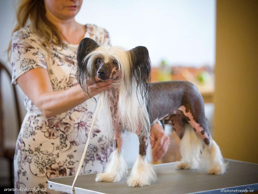 ICH Czech Gilar Ankadi