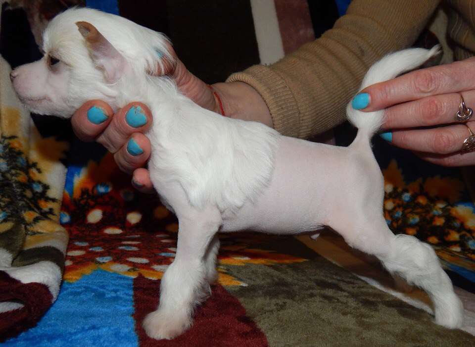 Nefritjvyi BUDDA Euny Garaeyl Blondie