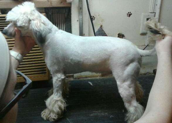 VII Peaks N Foupaws Bojangles