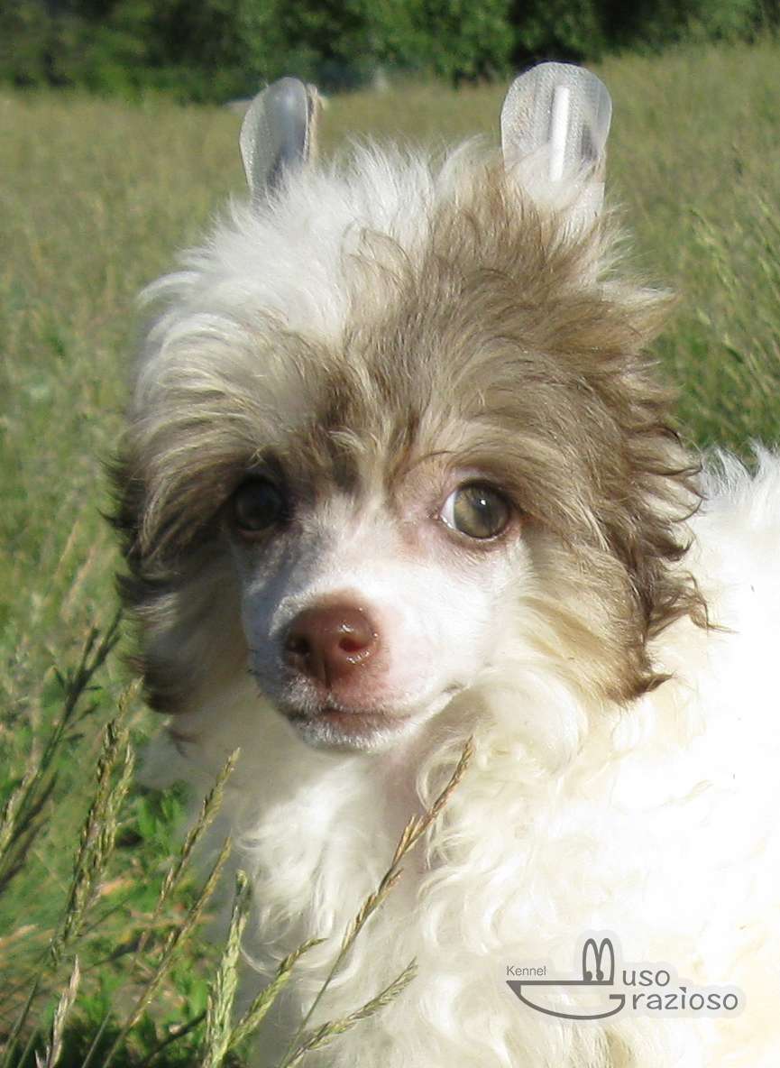 Muso Grazioso Fancy Sophia